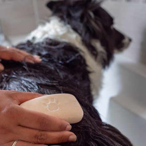 Comment prendre soin de son animal tout en gardant sa maison propre ?